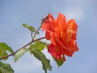 Róża pojedyncza